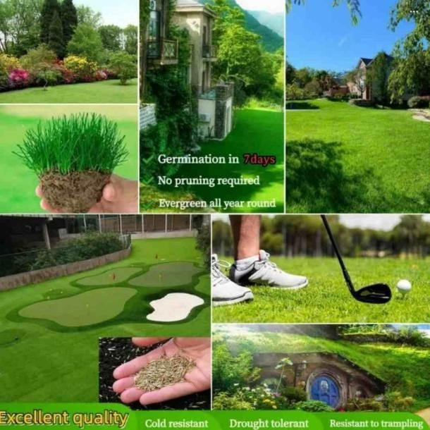 GreenGlow Hybrid Grass Seeds (1 Pack Of 100 seeds)